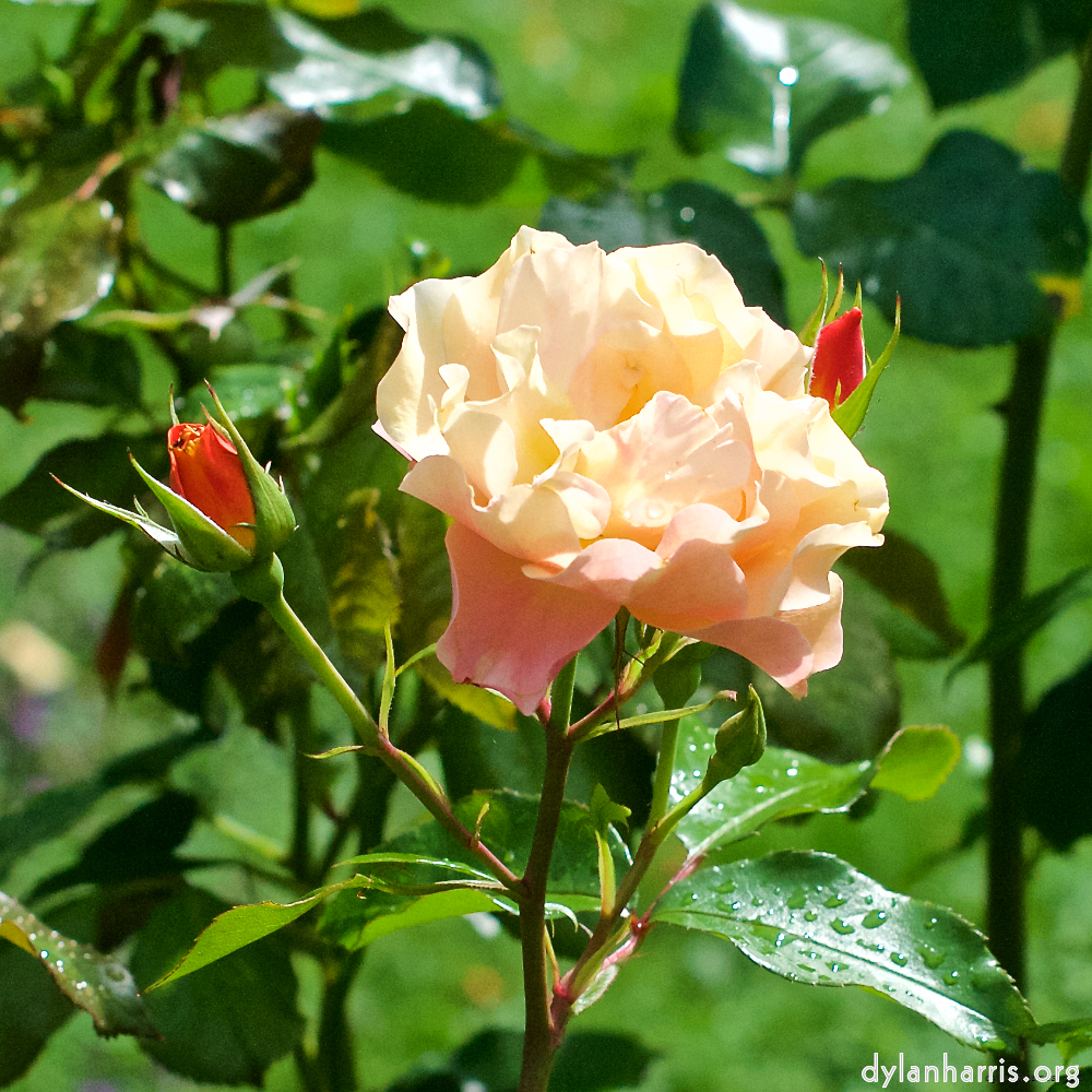 Image: Image 'escher blummen (xxiv) 7'.