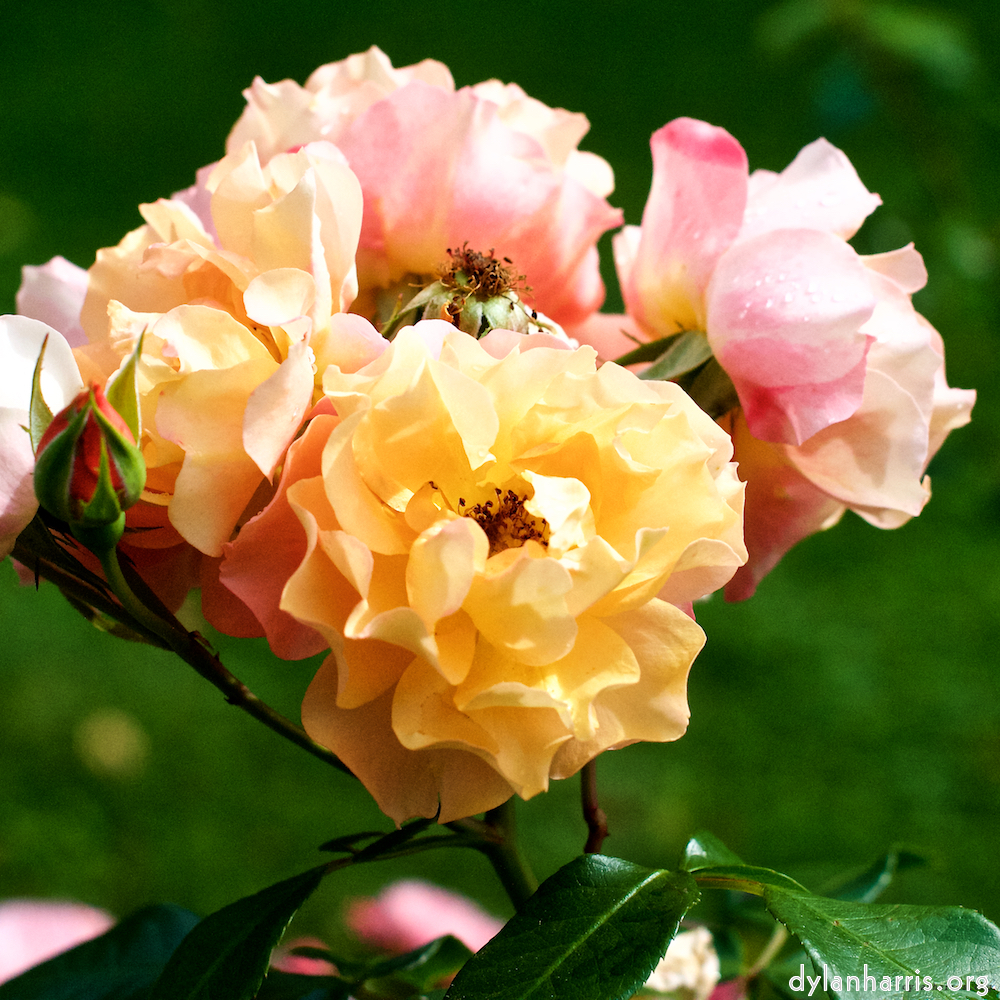 Image: Image 'escher blummen (xxiv) 8'.