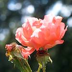 Image: First image from the photoset 'escher blummen (xxiv)'.