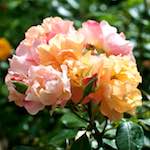 Image: Second image from the photoset 'escher blummen (xxiv)'.