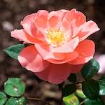 Image: Third image from the photoset 'escher blummen (xxiv)'.