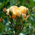 Image: Fourth image from the photoset 'escher blummen (xxiv)'.