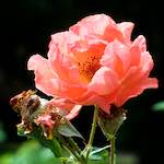 Image: Fifth image from the photoset 'escher blummen (xxiv)'.