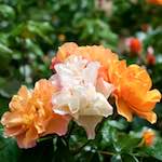 Image: Sixth image from the photoset 'escher blummen (xxiv)'.