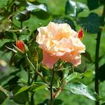 Image: Seventh image from the photoset 'escher blummen (xxiv)'.