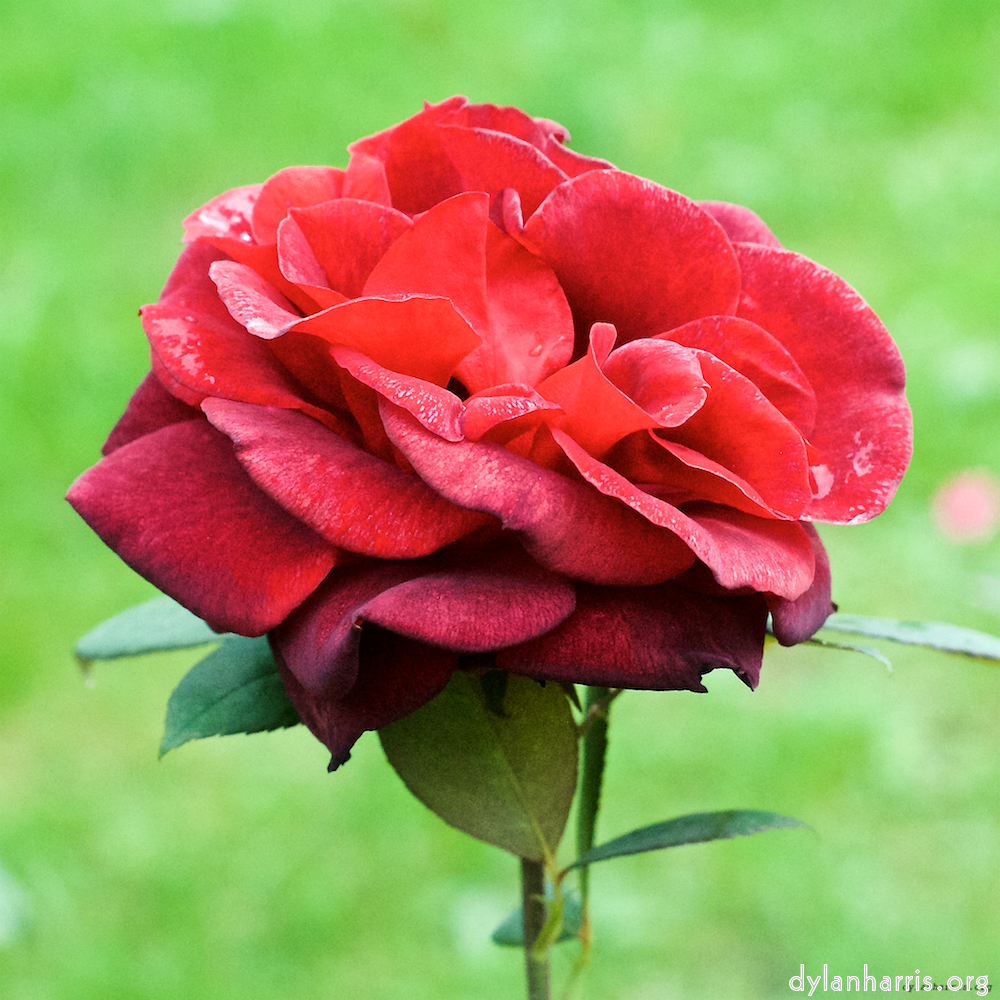 Image 'flower (xxv) 2'.