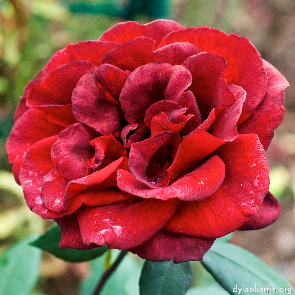 Image 'flower (xxv) 5'.