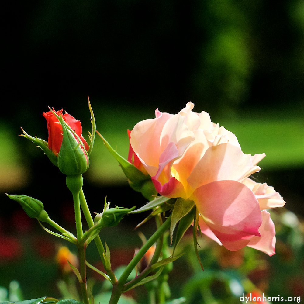 Image 'flower (xxv) 6'.