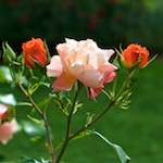 First image from the photoset 'flower (xxv)'.