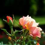 Sixth image from the photoset 'flower (xxv)'.