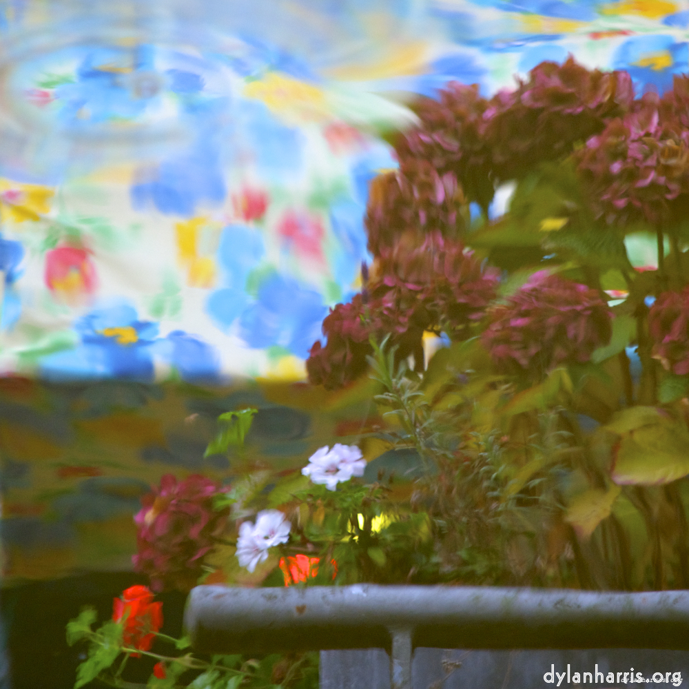 Image 'gouda (iv) 6'.