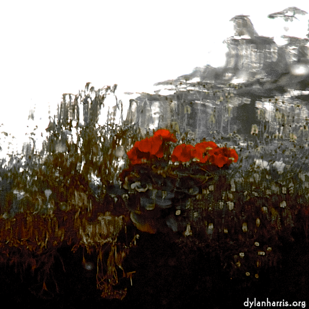 Image 'gouda (vii) 4'.