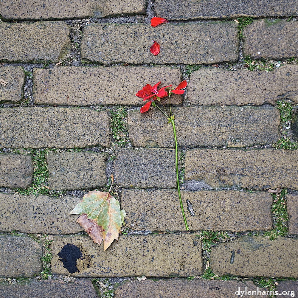 Image 'gouda (vii) 6'.