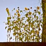 Second image from the photoset 'gouda (vii)'.