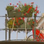 Third image from the photoset 'gouda (vii)'.