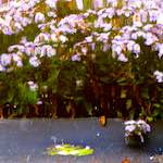 Fifth image from the photoset 'gouda (vii)'.