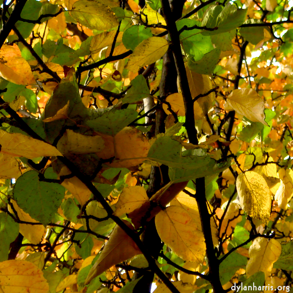 Image: Image 'leaf (iv) 3'.