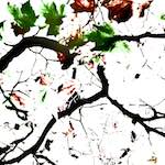 Image: First image from the photoset 'leaf (iv)'.