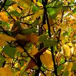 Image: Third image from the photoset 'leaf (iv)'.