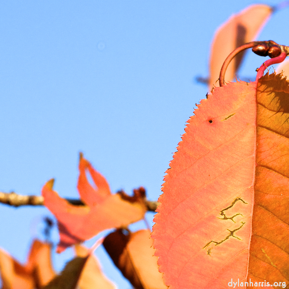 Image 'parc (vii) 1'.