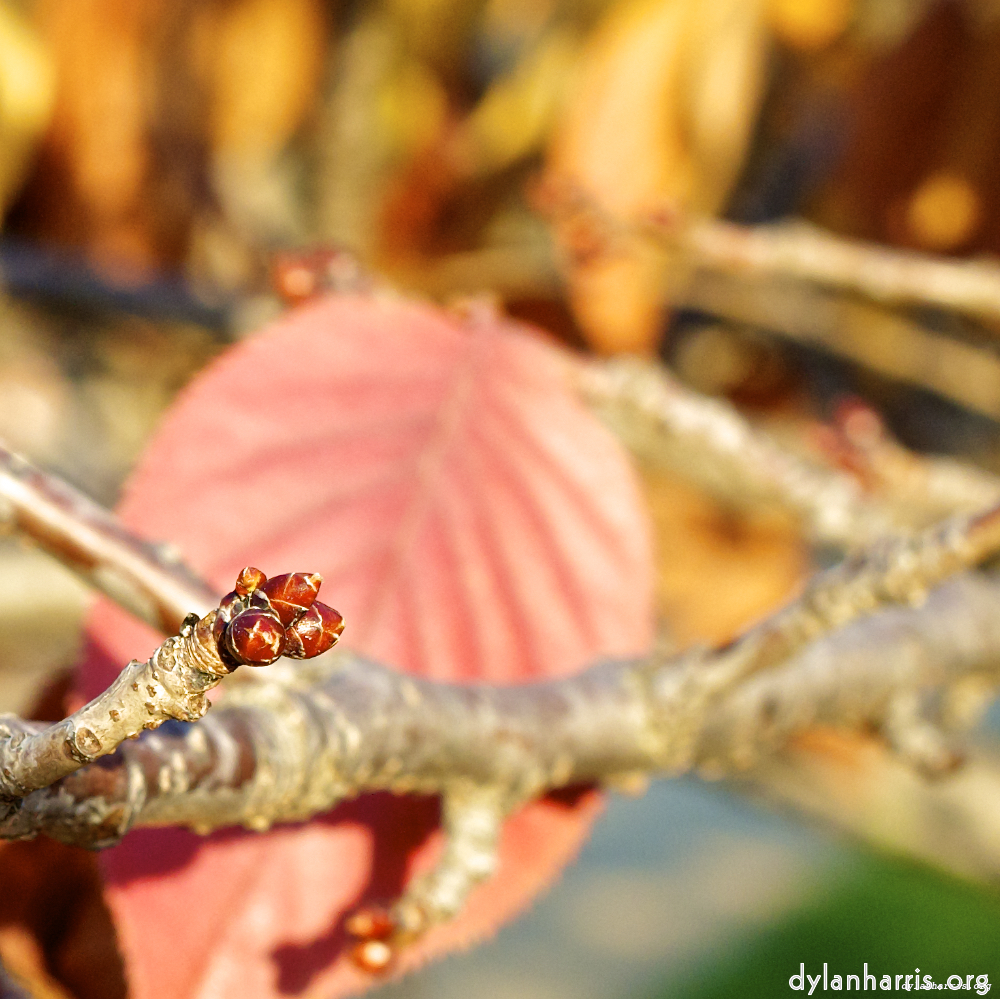 Image 'parc (vii) 6'.