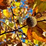 Third image from the photoset 'parc (vii)'.