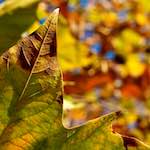 Seventh image from the photoset 'parc (vii)'.