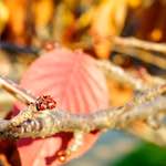 Ninth image from the photoset 'parc (vii)'.