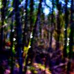 image: Image from the photoset ‘
wood (xxxiv)
’.