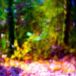 image: Image from the photoset ‘
wood (xxxiv)
’.