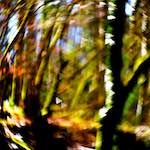 image: Image from the photoset ‘
wood (xxxiv)
’.