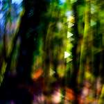 image: Image from the photoset ‘
wood (xxxiv)
’.