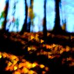 image: Image from the photoset ‘
wood (xxxiv)
’.