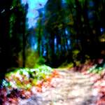 image: Image from the photoset ‘
wood (xxxiv)
’.