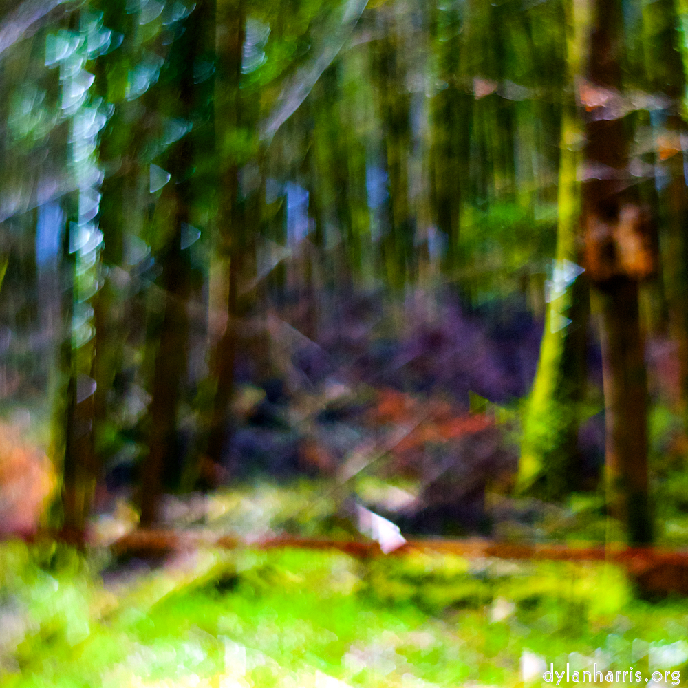 image: Image 'wood (xxxv) 8'