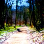 image: Image from the photoset ‘
wood (xxxv)
’.