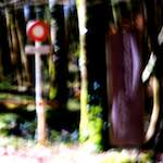 image: Image from the photoset ‘
wood (xxxv)
’.