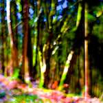 image: Image from the photoset ‘
wood (xxxv)
’.