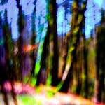 image: Image from the photoset ‘
wood (xxxv)
’.