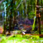 image: Image from the photoset ‘
wood (xxxv)
’.