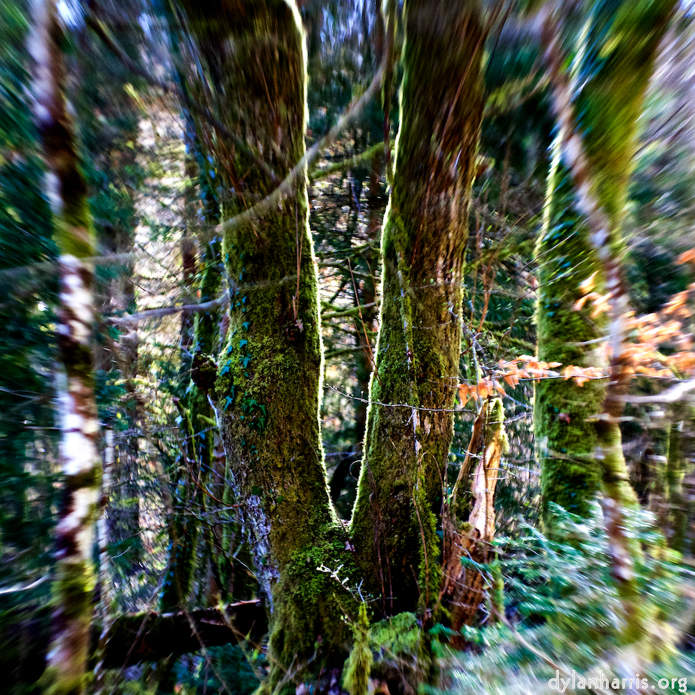 image: This is ‘
wood (xxxvi) 5
’.