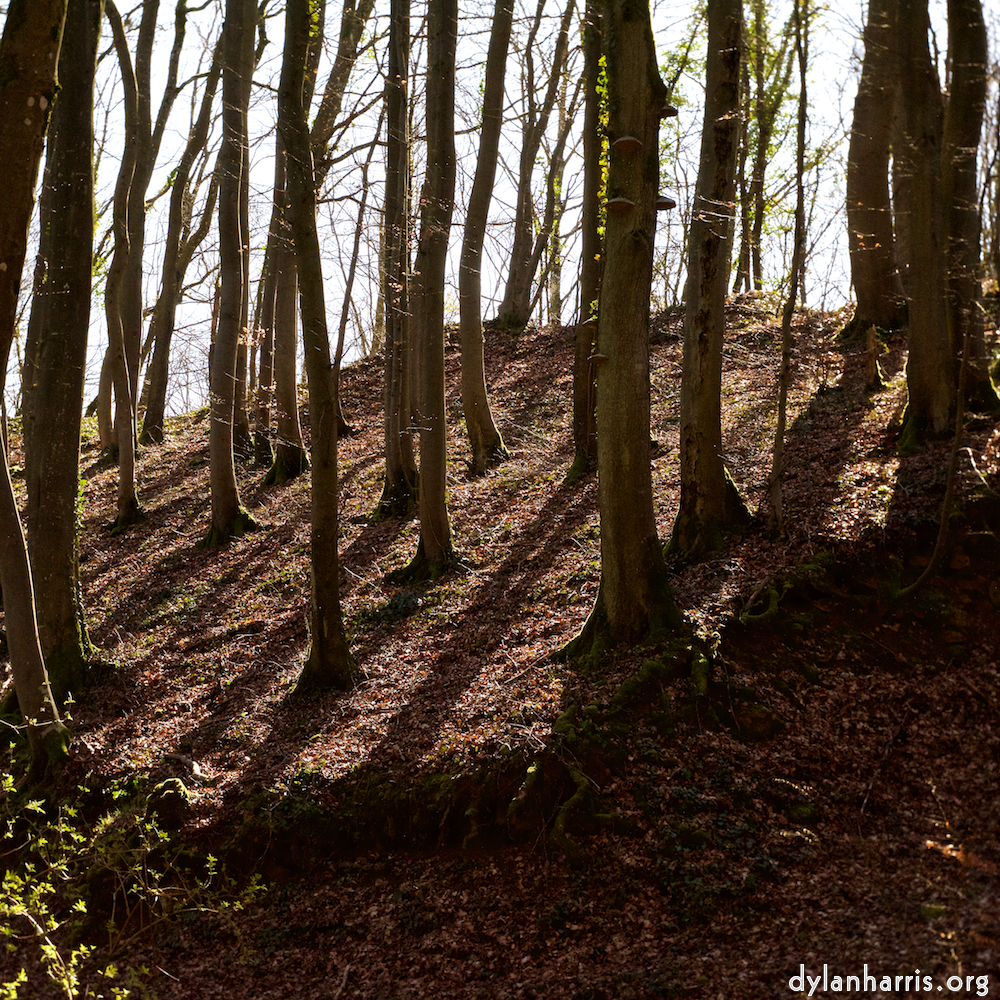 image: This is ‘
wood (xxxvi) 7
’.