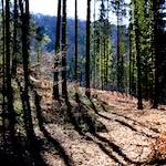 image: Image from the photoset ‘
wood (xxxvi)
’.