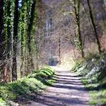 image: Image from the photoset ‘
wood (xxxvi)
’.