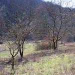 image: Image from the photoset ‘
wood (xxxvi)
’.