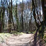 image: Image from the photoset ‘
wood (xxxvi)
’.