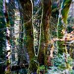 image: Image from the photoset ‘
wood (xxxvi)
’.