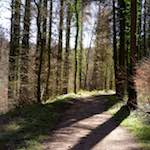 image: Image from the photoset ‘
wood (xxxvi)
’.