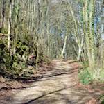 image: Image from the photoset ‘
wood (xxxvii)
’.