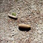 image: Image from the photoset ‘
wood (xxxvii)
’.